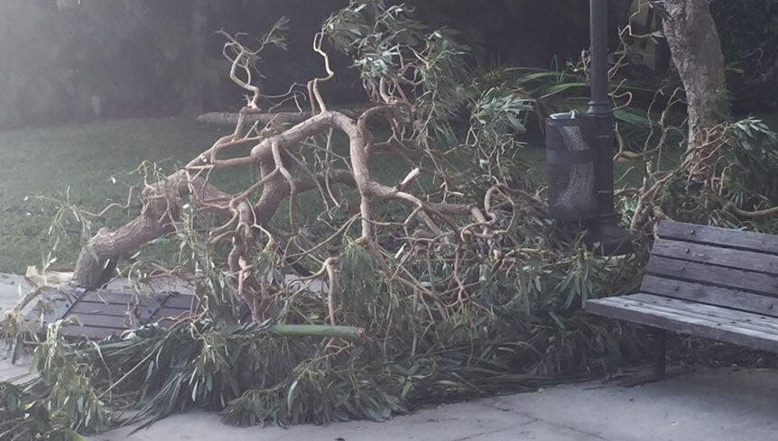 Fallen tree limbs hurricane irma update