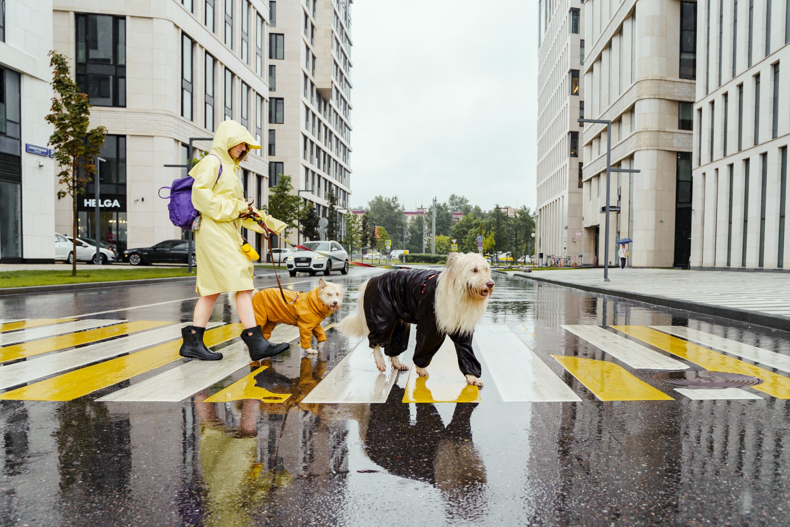 Hurricane Preparedness for Pets: 5 Things to Do Before the Next Storm