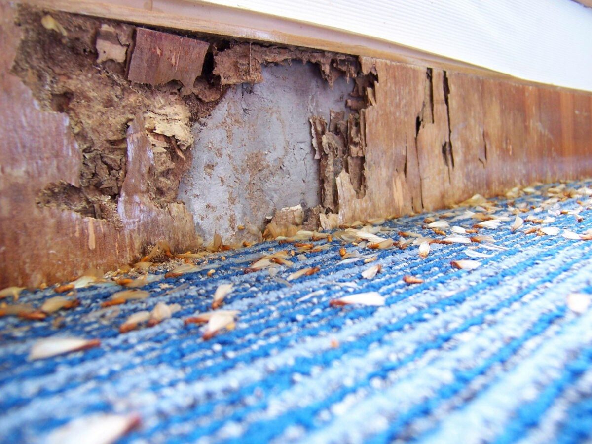 should you buy a home with termite damage